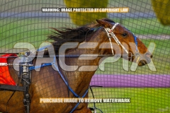 2026_PACEPIX_GP30102026_RACE2_DelightfulPeg_WIN_WEB-11