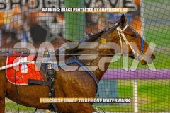 2026_PACEPIX_GP30102026_RACE2_DelightfulPeg_WIN_WEB-21
