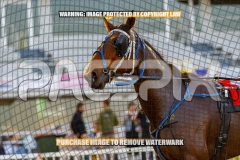 2026_PACEPIX_GP30102026_RACE2_DelightfulPeg_WIN_WEB-27