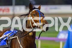 2026_PACEPIX_GP10042026_RACE2_DelightfulPeg_WIN_WEB-21