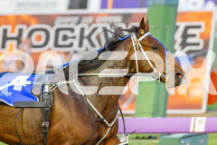 2026_PACEPIX_GP10042026_RACE2_DelightfulPeg_WIN_WEB-8