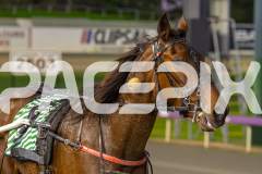 2023_HCC_GP12082025_Race2_Fabulous-Dream_WEB-10