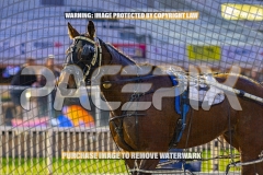 2026_PACEPIX_GP04092026_Race2_FakenIt_WIN_WEB-31