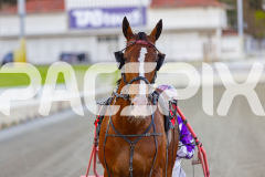 2025_PACEPIX_GP29112025_Race2_FatLouie_WIN_WEB-17
