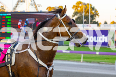 2026_PACEPIX_GP07042026_RACE2_FromTigerland_WIN_WEB-15