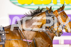 2025_PACEPIX_GP25072025_Race2_GoldenLode_WIN_WEB-11