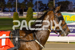 Heez-Good-As-Gold_15-08-2025_WIN_Gloucester-Park_2__08