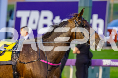 2026_PACEPIX_GP18042026_RACE2_HeresHerbie_WIN_WEB-15