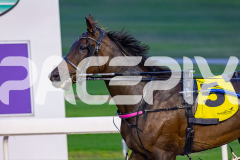 2026_PACEPIX_GP18042026_RACE2_HeresHerbie_WIN_WEB-19