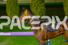 2026_PACEPIX_GP03072026_Race2_HighPrice_WIN_WEB-15