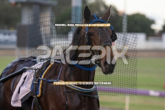 Highview-Rozi_29-09-2026_WIN_Gloucester-Park__2_13