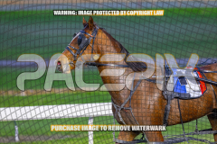 2026_PACEPIX_GP28082026_Race2_HoldTheAmmo_WIN_WEB-16
