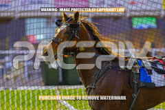2026_PACEPIX_GP28082026_Race2_HoldTheAmmo_WIN_WEB-20