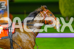 2026_PACEPIX_GP17072026_RACE2_HotfootIt_WIN_WEB-17
