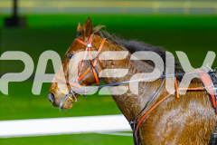 2026_PACEPIX_GP17072026_RACE2_HotfootIt_WIN_WEB-19