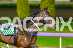 2026_PACEPIX_GP19052026_RACE2_LuckyCopy_WIN_WEB-16