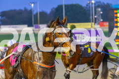 2025_PACEPIX_GP19082025_RACE2_LincolnLou_WIN_WEB-14