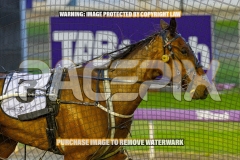 2026_PACEPIX_GP09102026_RACE2_MikisPride_WIN_WEB-10