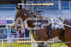 2026_PACEPIX_GP09102026_RACE2_MikisPride_WIN_WEB-16
