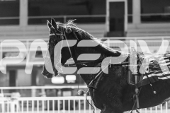 2026_PACEPIX_GP05062026_RACE2_OpalHunter_WIN_WEB-26