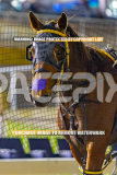 2026_Pacepix_GP07082026_Race2_SohoMoonraker_WIN_WEB-24
