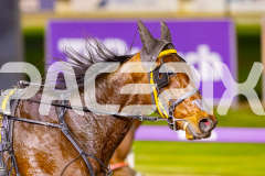 2025_PACEPIX_GP04072025_Race2_SohoMoonraker_WIN_WEB-14