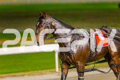 2025_PACEPIX_GP16052025_Race2_SugarApple_WIN_WEB-17