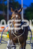 2026_PACEPIX_GP27032026_RACE2_TigerRoyal_WIN_WEB-20