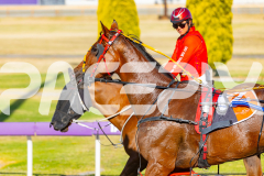 2025_PACEPIX_GP02122025_Race2_TorreveanAmy_WIN_WEB-10