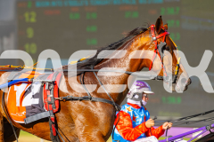 2025_PACEPIX_GP02122025_Race2_TorreveanAmy_WIN_WEB-8