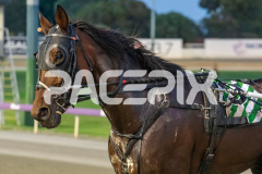 Under-The-Alta_14-04-2026_WIN_Gloucester-Park_2__08