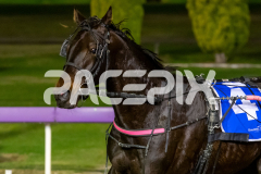 Azione_09-06-2026_WIN_Gloucester-Park_3__11