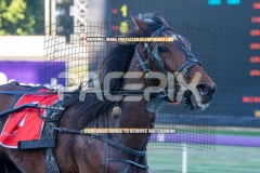 Bonpoppy_20-10-2026_WIN_Gloucester-Park_3__15