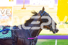 2025_PACEPIX_GP16122025_RACE3_CaptainsCreek_WIN_WEB-8