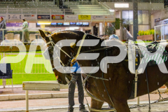 2025_PACEPIX_GP17062025_Race3_CodenameMarcus_WIN_WEB_S_-16