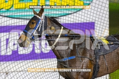 2026_PACEPIX_GP09102026_RACE3_CopyCatQueen_WIN_WEB-8