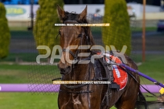 Crown-General_29-09-2026_WIN_Gloucester-Park__3_12
