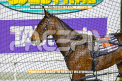2026_Pacepix_GP21082026_Race3_Elwaddell_WIN_WEB-14