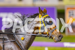 2025_PACEPIX_GP09052025_RACE3_FollowRocknroll_WIN_WEB-8