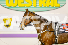 2025_PACEPIX_GP13062025_RACE3_Haveyoumetted_WIN_WEB-17