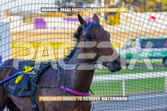 2026_PACEPIX_GP06102026_Race3_ManukaBay_WIN_WEB-20