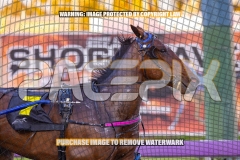 2026_PACEPIX_GP06102026_Race3_ManukaBay_WIN_WEB-7