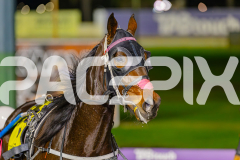 2025_PACEPIX_GP24062025_RACE3_MissKNowall_WIN_WEB-14