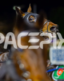 2026_PACEPIX_GP03072026_Race3_OpalHunter_WIN_WEB-3