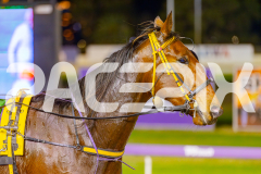 2025_PACEPIX_GP13052025_Race3_PaintThePalette_WIN_WEB-20