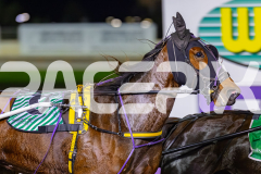 2026_PACEPIX_GP02062026_RACE3_Poppyonthebeach_WIN_WEB-6