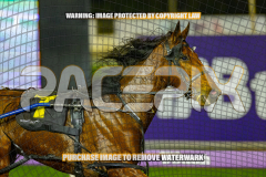 2026_PACEPIX_GP25082026_RACE3_SeasideSerenade_WIN_WEB-13