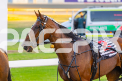 2026_PACEPIX_GP28022026_RACE3_SeasideSerenade_WIN_WEB-21