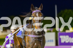 2025_PACEPIX_GP02092025_RACE3_SweetIvy_WIN_WEB-14