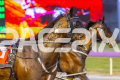 2025_PACEPIX_GP03102025_RACE3_SweetLucifer_WIN_WEB-26